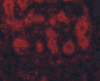 Immunofluorescence of TRIM5 alpha in human breast tissue with TRIM5 alpha antibody at 10 ug/mL.