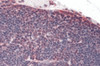 Immunohistochemistry of TLR8 in human thymus tissue with TLR8 antibody at 5 &#956;g/mL.