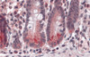 Immunohistochemistry of BRUCE in human small intestine tissue with BRUCE antibody at 5 &#956;g/mL.