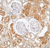 Immunohistochemical staining of human kidney tissue using XIAP antibody at 2 ug/mL.