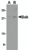 Western blot analysis of Bak in L1210 cell lysates with Bak antibody at (A) 1 and (B) 2 &#956;g/mL.