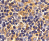 Immunohistochemistry of UBC13 in mouse thymus tissue with UBC13 antibody at 2 ug/mL.