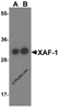 Western blot analysis of XAF-1 in human brain tissue lysate with XAF-1 antibody at (A) 0.5 and (B) 1 &#956;g/mL..