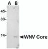 Western blot analysis of WNV Core in (A) untransfected or (B) transfected HeLa lysate with WNV Core antibody at 1 &#956;g/mL.