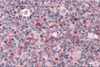 Immunohistochemistry of Caspase-3 in human tonsil tissue with Caspase-3 antibody at 5 &#956;g/mL.