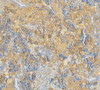 Immunohistochemical staining of mouse spleen using caspase-4 antibody at 2 ug/mL.