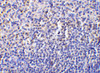 Immunohistochemistry of caspase-1 in human spleen tissue with caspase-1 antibody at 10 ug/mL.