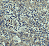 Immunohistochemistry of Caspase-8 in human spleen tissue with Caspase-8 antibody at 5 ug/mL.