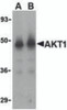 Western blot analysis of Akt1 in human liver cell lysate with Akt1 antibody at (A) 1 and (B) 2 &#956;g/mL.