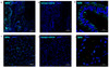 Figure 2 Immunofluorescent Validation of 3525 in SARS-CoV-2 Infected Nose and Tonsil (Singh et al., Nature Microbiology, 2021)  Multi-label confocal immunofluorescence microscopy of nasal epithelium (20X-b, 63xh) and tonsil (20X-c, 63X-i) from rhesus macaques infected with SARS-CoV-2 with SARS-CoV-2 spike-specific antibodies, 3525 ProSci Inc. (turquoise) , DAPI (blue) . Rabbit IgG isotype control antibody was
used to stain the tissues to rule out any non-specific staining (e, f) .