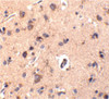 Immunohistochemical staining of human brain tissue using CTRP2 antibody at 10 ug/mL.