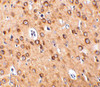 Immunohistochemistry of CTRP4 in rat brain with CTRP4 antibody at 10 ug/mL.