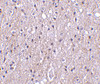 Immunohistochemistry of CTRP4 in human brain tissue with CTRP4 antibody at 10 ug/mL.