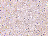 Immunohistochemistry of CTRP5 in human brain tissue with CTRP5 antibody at 10 ug/mL.