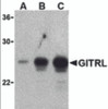 Western blot analysis of (A) 5 ng, (B) 25 ng, and (C) 50 ng of purified recombinant GITRL with ITRL antibody at 1 &#956;g/mL.