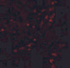 Immunofluorescence of LAMP-1 in human colon tissue with LAMP-1 antibody at 20 ug/mL.