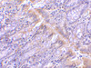 Immunohistochemistry of PIST in rat colon tissue with PIST antibody at 1 ug/mL.