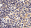 Immunohistochemistry of TLR1 in mouse spleen tissue with TLR1 antibody at 10 ug/mL.