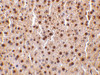 Immunohistochemistry of TRAF2 in mouse liver tissue with TRAF2 antibody at 10 ug/mL.