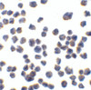 Immunocytochemistry of CTRP7 in 293 cells with CTRP7 antibody at 10 ug/mL.