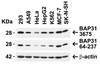 Figure 2 Independent Antibody Validation (IAV) via Protein Expression Profile in Human Cell Lines
Loading: 15 ug of lysates per lane.
Antibodies: BAP31, 3675 (0.5 ug/mL) , BAP31, 64-237 (2 ug/mL) , and beta-actin 3779 (1.5 ug/mL) , 1h incubation at RT in 5% NFDM/TBST.
Secondary: Goat anti-rabbit IgG HRP conjugate at 1:10000 dilution.