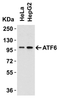 Figure 2 WB Validation in Human Cell Lines 
Loading: 15 ug of human cell lysate 
Antibodies ATF6 3683, 1 ug/mL, 1 h incubation at RT in 5% NFDM/TBST. 
Secondary: Goat Anti-Rabbit IgG HRP conjugate at 1:10000 dilution.
Secondary: Goat Anti-Rabbit IgG HRP conjugate at 1:10000 dilution.
conjugate at 1:10000 dilution.Secondary: Goat Anti-Rabbit IgG HRP conjugate at 1:10000 dilution.
conjugate at 1:10000 dilution.