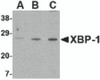Western blot analysis of XBP-1 in PC-3 cell lysate with XBP-1 antibody at (A) 0.5, (B) 1 and (C) 2 &#956;g/mL.