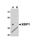 Figure 1 Western Blot Validation in Human HepG2 Cell Lysate
Loading: 15 &#956;g of lysates per lane.
Antibodies: XBP-1 3687 (1 &#956;g/mL) , 1h incubation at RT in 5% NFDM/TBST.
Secondary: Goat anti-rabbit IgG HRP conjugate at 1:10000 dilution.
 (A) the absence and 
 (B) the presence of blocking peptide