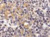 Immunohistochemistry of TLR9 in mouse spleen cells with TLR9 antibody at 2 ug/mL.