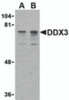 Western blot analysis of DDX3 in HepG2 cell lysate with DDX3 antibody at (A) 0.5 and (B) 1 &#956;g/mL.