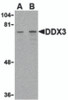 Western blot analysis of DDX3 in HepG2 cell lysate with DDX3 antibody at (A) 1 and (B) 2 &#956;g/mL.