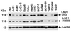 Figure 2 Independent Antibody Validation (IAV) via Protein Expression Profile in Cell Lines
Loading: 15 ug of lysates per lane.
Antibodies: LSD1 3761 (0.2 ug/mL) , LSD1 14-050 (1 ug/mL) , beta-actin 3779 (1 ug/mL) , 1h incubation at RT in 5% NFDM/TBST.
Secondary: Goat anti-rabbit IgG HRP conjugate at 1:10000 dilution.