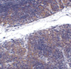 Immunohistochemistry of TNFRSF14 in mouse thymus tissue with TNFRSF14 antibody at 1 ug/mL.