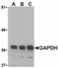 Western blot analysis of GAPDH in HeLa cell lysate with GAPDH antibody at (A) 0.125, (B) 0.25 and (C) 0.5 &#956;g/mL.