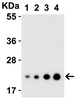 Figure 2 Western Blot Validation with Recombinant Protein
Loading: 30 ng of human IL-23 recombinant protein per lane.
Antibodies: IL-23 3795 (1: 0.25 ug/mL, 2: 0.5 ug/mL, 3: 1 ug/mL and 4: 2ug/mL) , 1h incubation at RT in 5% NFDM/TBST.
Secondary: Goat anti-rabbit IgG HRP conjugate at 1:10000 dilution.