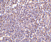 Immunohistochemistry of AIM in human lymph node tissue with AIM antibody at 2 ug/mL.