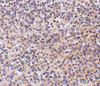 Immunohistochemistry of RP105 in human spleen tissue withRP105 antibody at 10 ug/mL.