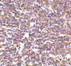 Immunohistochemistry of RP105 in human spleen tissue with RP105 antibody at 2 ug/mL.