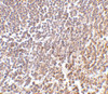 Immunohistochemistry of MD-1 in human spleen tissue with MD-1 antibody at 2 ug/mL.