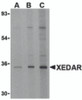 Western blot analysis of XEDAR in 293 cell lysate with XEDAR antibody at (A) 0.5, (B) 1 and (C) 2 &#956;g/mL.