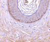 Immunohistochemistry of XEDAR in human skin tissue with XEDAR antibody at 10 ug/mL.