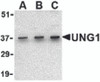 Figure 1 Western Blot Validation in Mouse C2C12 Cell Lysate
Loading: 15 &#956;g of lysates per lane.
Antibodies: UNG1, 3863 (A: 0.5 µg/mL, B: 1 &#956;g/mL and C: 2 &#956;g/mL) , 1h incubation at RT in 5% NFDM/TBST.
Secondary: Goat anti-rabbit IgG HRP conjugate at 1:10000 dilution.