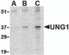 Figure 1 Western Blot Validation in Mouse C2C12 Cell Lysate
Loading: 15 &#956;g of lysates per lane.
Antibodies: UNG1, 3865 (A: 0.5 &#956;g/mL, B: 1 &#956;g/mL and C: 2 &#956;g/mL) , 1h incubation at RT in 5% NFDM/TBST.
Secondary: Goat anti-rabbit IgG HRP conjugate at 1:10000 dilution.