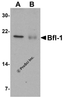 Western blot analysis of Bfl-1 in (A) human kidney and (B) human lung tissue lysate with Bfl-1 antibody at 1 &#956;g/mL.
