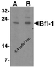 Western blot analysis of Bfl-1 in human kidney tissue lysate with Bfl-1 antibody at (A) 1 and (B) 2 &#956;g/mL.