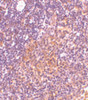 Immunohistochemistry of TANK in rat spleen tissue with TANK antibody at 10 ug/mL.