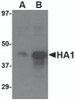 Western blot analysis of (A) 1 ng and (B) 5 ng of recombinant HA1 with Avian Influenza Hemagglutinin 3 antibody at 1 &#956;g/mL.