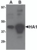 Western blot analysis of (A) 5 ng and (B) 25 ng of recombinant HA1 with Avian Influenza Hemagglutinin 4 antibody at 1 &#956;g/mL.