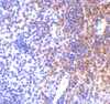 Immunohistochemistry of IRF7 in mouse spleen tissue with IRF7 antibody at 5 ug/mL.