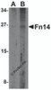 Western blot analysis of Fn14 in HepG2 cells with Fn14 antibody at (A) 2 and (B) 4 &#956;g/mL.